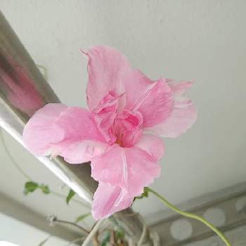 八重咲きマンデビラの投稿画像一覧 Greensnap グリーンスナップ