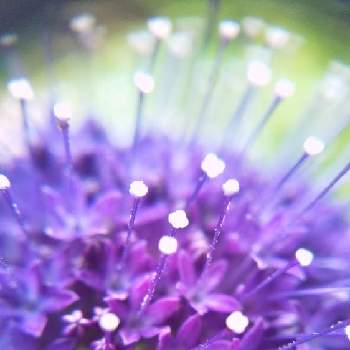 夕霧草の画像 by mimozaさん | 小さな庭と夕霧草と青い花マニアとチーム・ブルーと青い夏の花2021とチームブルーNo.117とマクロで青い花を写そう！2021
