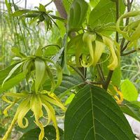 イランイランの育て方 鉢植えや水やりの方法は 冬は越せる Greensnap グリーンスナップ