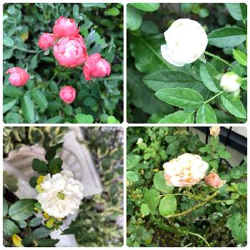 シュネープリンセスの画像 by るんるんさん | 小さな庭とシュネープリンセスとミニバラ・グリーンアイスとプリンセスオブインフィニティとファザーズ・ディとピンクの花とバラのある暮らしと我が家の庭と花のある暮らしと白い花