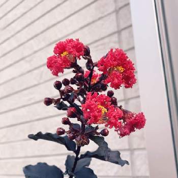 黒葉サルスベリの投稿画像一覧 Greensnap グリーンスナップ