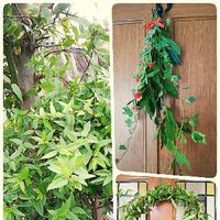 カロライナジャスミンの育て方 苗の植え付け時期や剪定 挿し木の手順は Greensnap グリーンスナップ カロライナジャスミンの育て方 苗の植え付け時期や剪定 挿し木の手順は Greensnap グリーンスナップ