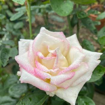 薔薇プリンセスドゥモナコ，の画像 by ピオニーさん | 小さな庭とプリンセスドゥ・モナコとバラ プリンセスドゥモナコと薔薇プリンセスドゥモナコ，とバラ 鉢植えと長雨続きの中で‼️と日照不足とバラを楽しむ