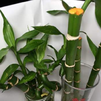 100均ミリオンバンブーの投稿画像一覧 Greensnap グリーンスナップ