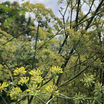 フェンネルの投稿画像一覧 Greensnap グリーンスナップ