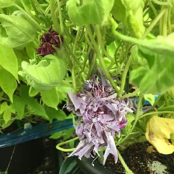 八重の花の投稿画像一覧 Greensnap グリーンスナップ
