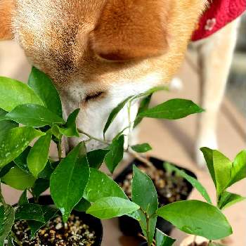 犬猫の毒にならない観葉植物の投稿画像一覧 Greensnap グリーンスナップ
