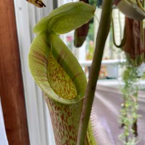 ドロセラ ハミルトニーの投稿画像 By 食虫植物と記念suicaが好きさん ドロセラ ブルマンニーと大彰園さんのヘリアンフォラと大彰園さんのセファロタスとカクタス長田 サスマタ 21月7月13日 Greensnap グリーンスナップ