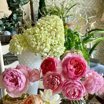 DA ジュード・ジ・オブスキュアの画像 by ブルーネストさん | 部屋とDA ボスコベルとDA オリビアローズオースティンとDA アルンウィック(らしい)とDA バネッサベルとDA ジュード・ジ・オブスキュアとばら バラ 薔薇とピンクの花とコーラル色の花とおうち園芸と香る花とイングリッシュ・ローズとデビッドオースティンとガーデニングとバラが好きと花を飾る楽しみとバラを楽しむと切り花アレンジとアプリコット色の花