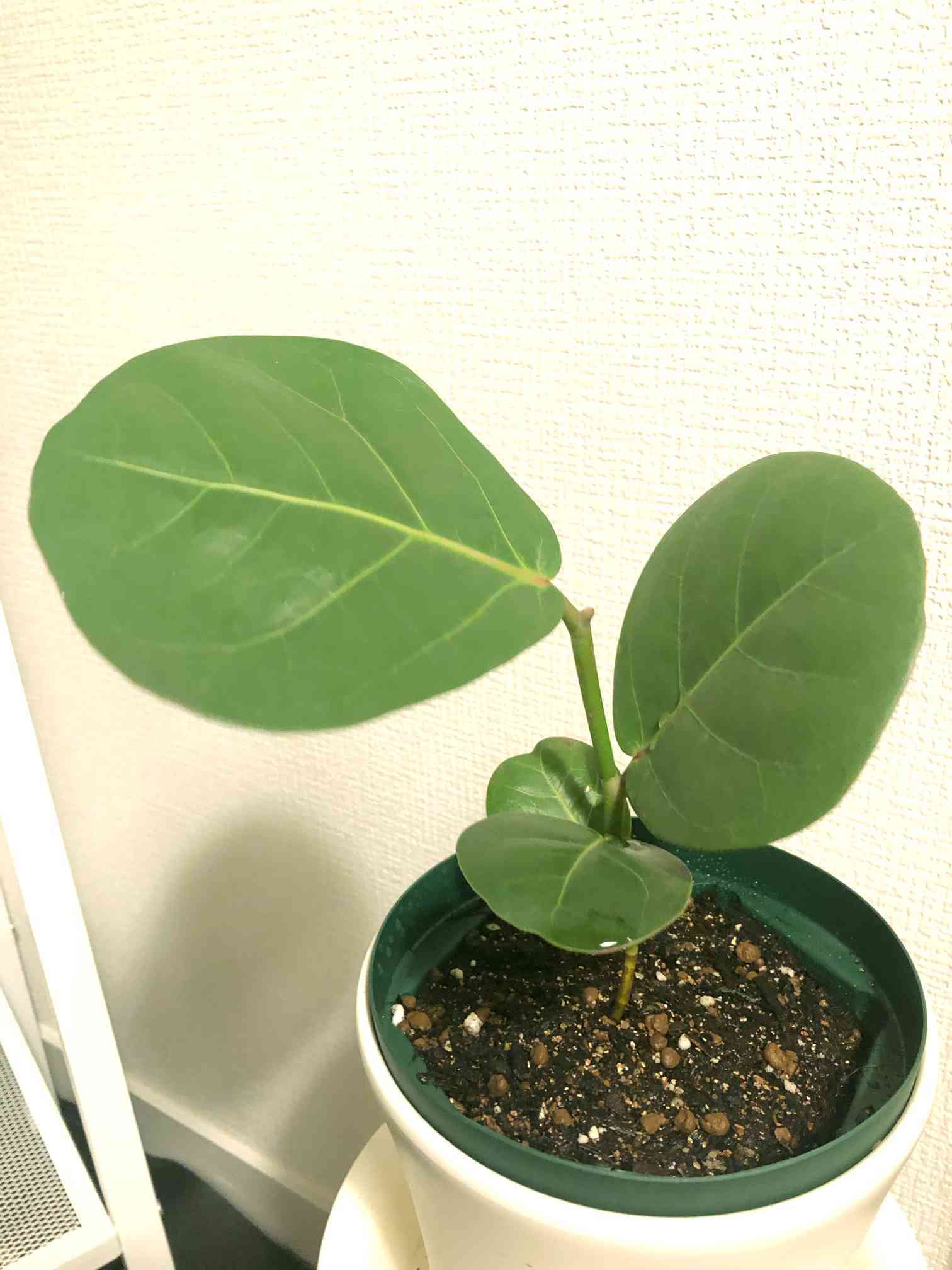 シーグレープ　14 シーグレープ】やっと見つけたよっ！｜🍀GreenSnap（グリーンスナップ）