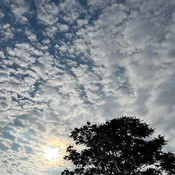 朝日…♡の画像 by わこさん | お出かけ先と朝日…♡とシンジュ(神樹)とニワウルシ(庭漆)と空と木と山野木