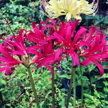 植えっぱなし球根の投稿画像一覧 Greensnap グリーンスナップ