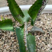 子宝草 子宝弁慶草 の育て方 季節によって日当たりや水やりの加減を変える Greensnap グリーンスナップ