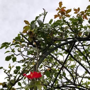 消毒の投稿画像一覧 Greensnap グリーンスナップ