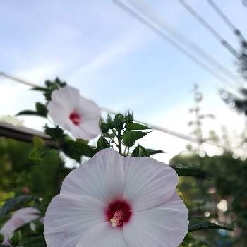  タイタンビカスの画像 by ヒヨドリ日和さん | 小さな庭と大きな花と タイタンビカスと空に向かって　元気に(^^)