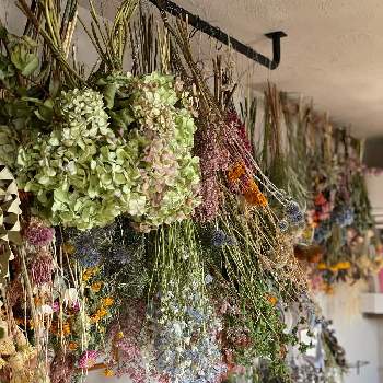 花屋の投稿画像一覧 Greensnap グリーンスナップ