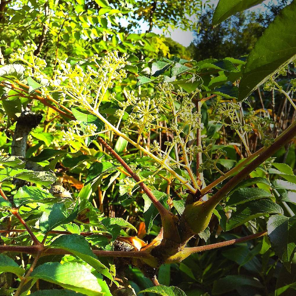 タラノキの投稿画像 By 池ちゃんさん 花散歩と花散歩 21月8月22日 Greensnap グリーンスナップ Greensnap グリーンスナップ