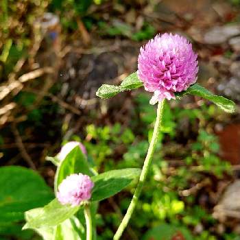 可愛いい花の投稿画像一覧 Greensnap グリーンスナップ