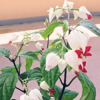 源平カズラ の投稿画像一覧 Greensnap グリーンスナップ