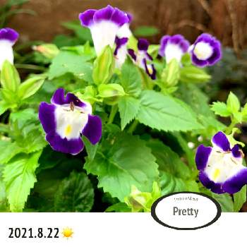 むらさき色の花の画像 by tomokoさん | 小さな庭とトレニアとむらさき色の花と可愛い花と癒されると花いろいろと花好きと小さな花