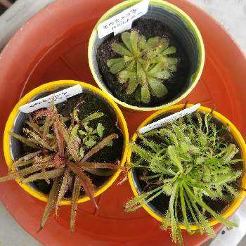 モウセンゴケハミルトニーの投稿画像一覧 Greensnap グリーンスナップ