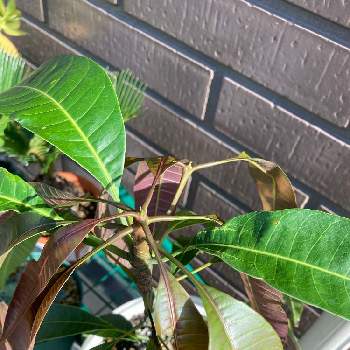 アブラムシの投稿画像一覧 Greensnap グリーンスナップ