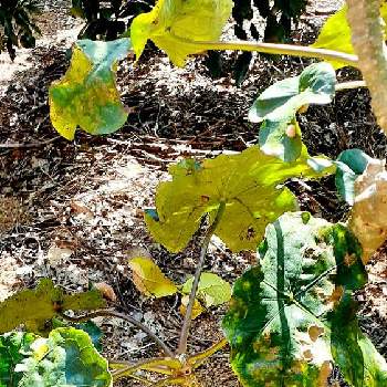 ヤトロファの画像 by nicoleさん | 広い庭と沖縄とヤトロファと塊根植物とサンゴアブラギリ♡と珍奇植物とGS沖縄支部