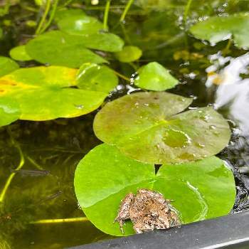 メダカ ビオトープの画像 by 陸奥さん | 小さな庭とカエル様とヒメスイレンの葉とメダカ ビオトープ
