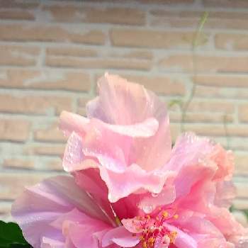 7号ロング鉢の画像 by りょうたんさんさん | 小さな庭とバラ咲きハイビスカスとおひとりさまと7号ロング鉢