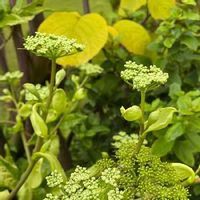 あしたば 明日葉 の育て方 種まきや収穫の時期は 栽培のコツは Greensnap グリーンスナップ あしたば 明日葉 の育て方 種まきや収穫の時期は 栽培のコツは Greensnap グリーンスナップ