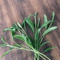 セージの育て方 種まきや剪定の時期 増やし方は Greensnap グリーンスナップ セージの育て方 種まきや剪定の時期 増やし方は Greensnap グリーンスナップ