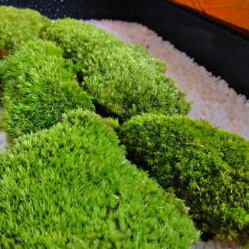 苔類の画像 by daimonji 草さん | 部屋とホソバオキナゴケと和風と侘び寂び と日陰と苔類