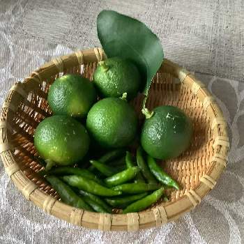 柚子の木 の投稿画像一覧 Greensnap グリーンスナップ