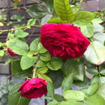 リパブリック ドゥ モンマルトルの画像 by anneさん | 玄関とばら バラ 薔薇とおうち園芸と2021 GSでバラ園とデルバールとバラが好きとリパブリック ドゥ モンマルトルとバラを楽しむ