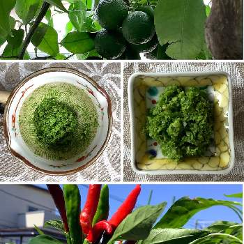 柚子の木 の投稿画像一覧 Greensnap グリーンスナップ