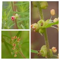 コキアの育て方 種まきの時期は 苗の植え方は 庭に地植えできる Greensnap グリーンスナップ