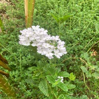 グリーピングタイムの投稿画像一覧 Greensnap グリーンスナップ