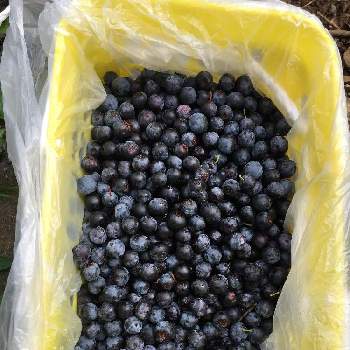 ブルーベリーの実の投稿画像一覧 Greensnap グリーンスナップ