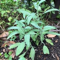セージの育て方 種まきや剪定の時期 増やし方は Greensnap グリーンスナップ セージの育て方 種まきや剪定の時期 増やし方は Greensnap グリーンスナップ