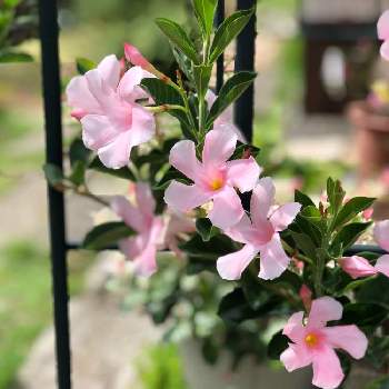 サンパラソルビューティーの投稿画像一覧 Greensnap グリーンスナップ