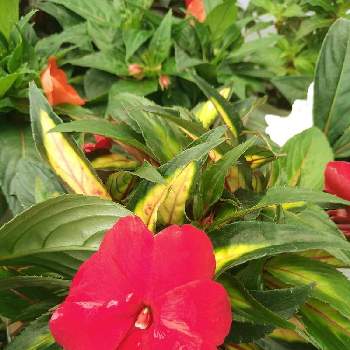 アフリカホウセンカ の投稿画像一覧 Greensnap グリーンスナップ アフリカホウセンカ の投稿画像一覧 Greensnap グリーンスナップ