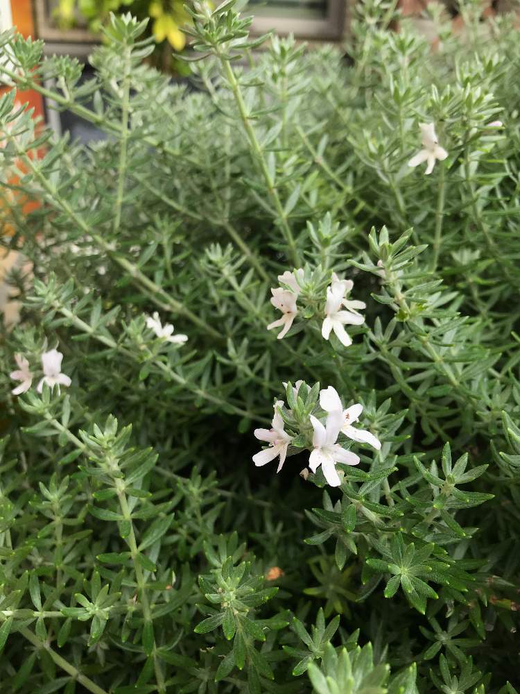 花壇の投稿画像 By むーたんさん 花木と庭木と庭先と低木とガーデニングと玄関先と落葉低木とウエストリンギア オーストラリアンローズマリー と花壇と花木 と庭木と庭先と低木とガーデニングと玄関先と落葉低木 21月8月22日 Greensnap グリーンスナップ