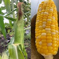トウモロコシの育て方 種まき 発芽までの日数は プランター栽培もできる Greensnap グリーンスナップ トウモロコシの育て方 種まき 発芽までの日数は プランター栽培もできる Greensnap グリーンスナップ