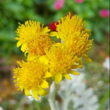 覚えておきたい花言葉の投稿画像一覧 Greensnap グリーンスナップ