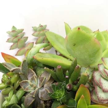 仕立て直し の投稿画像一覧 Greensnap グリーンスナップ