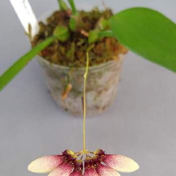 Bulbophyllum lepidumの画像 by 阿南田零さん | 小さな庭とバルボフィラム レピダムとBulbophyllum lepidumとラン科とOrchidaceaeとマメヅタラン属