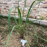 レモングラスの育て方 鉢植えや地植えの栽培方法は 花は咲くの Greensnap グリーンスナップ