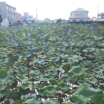 レンコン畑の投稿画像一覧 Greensnap グリーンスナップ