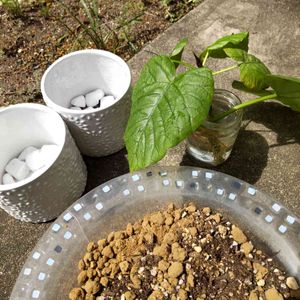 100均観葉植物,葉っぱ いいなぁの画像