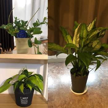 ペペロミア フェアリーの投稿画像一覧 Greensnap グリーンスナップ